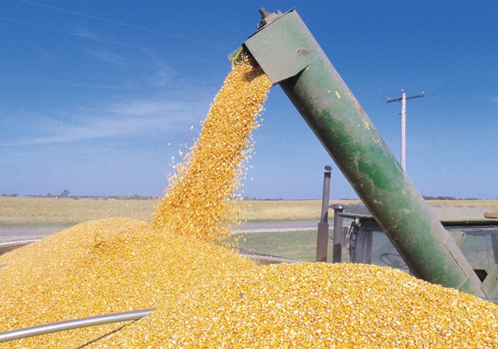 Corn acres slowly on the rise in Western Canada